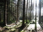 24063 Misty forrest.jpg